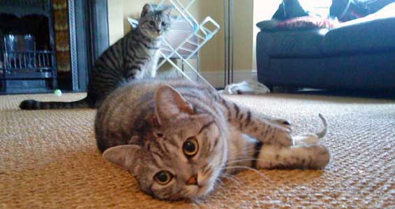 Pussycat, pussycat, where have you been?