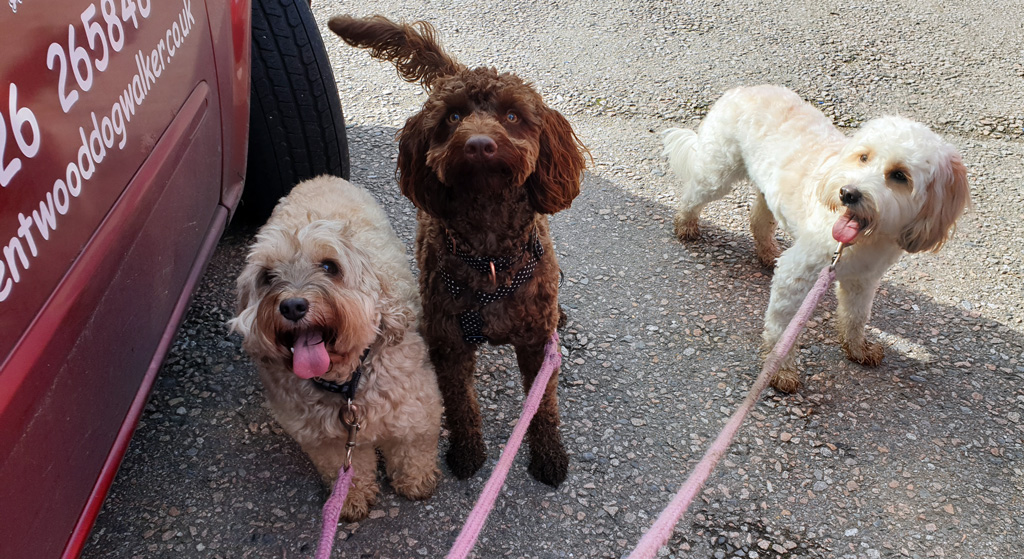 Dogs enjoying a Busters walk