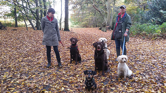 Dog walking field day