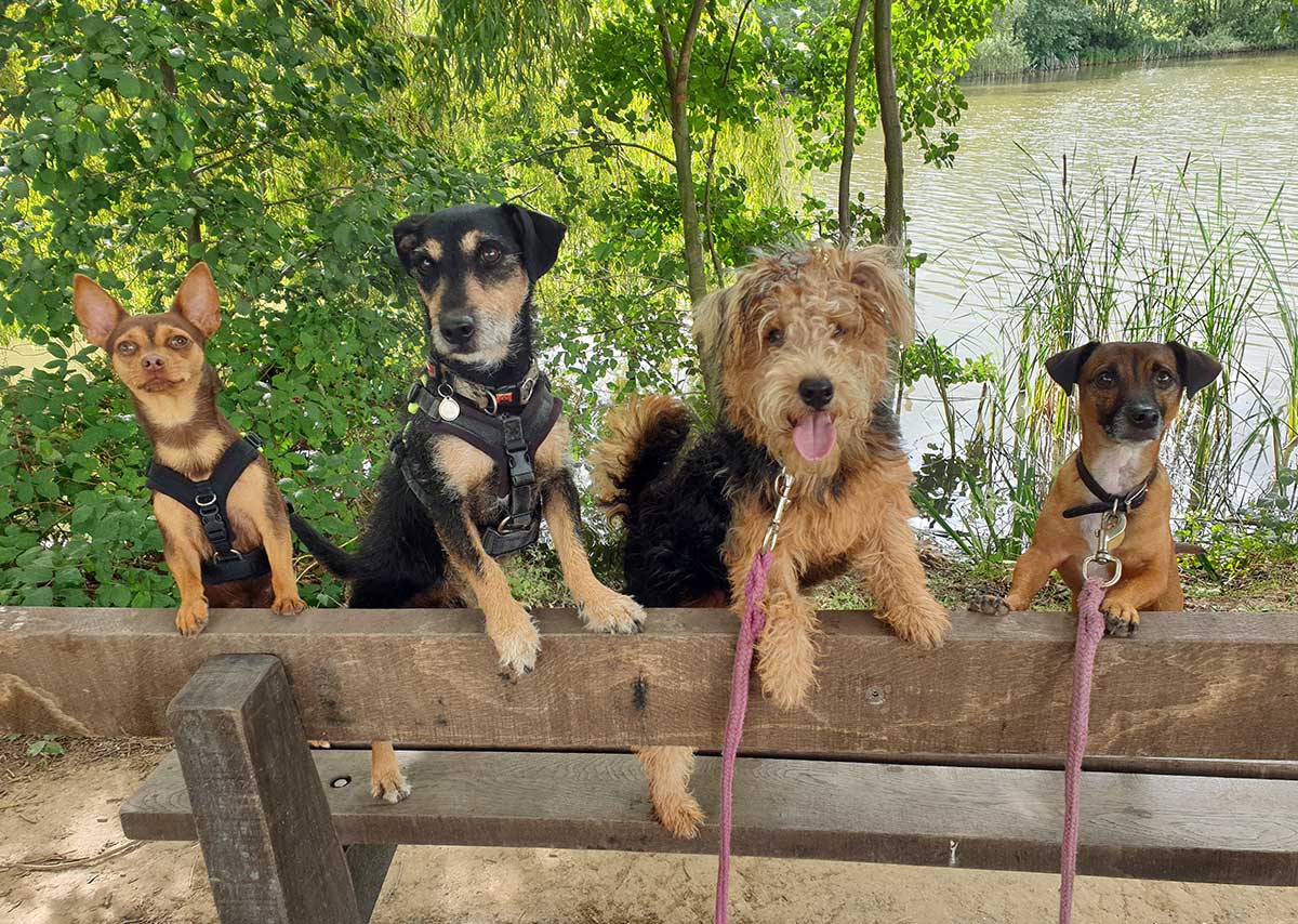 Four terrier type dogs on a bench with paws up on the backrest, looking at the camera. There is a pond and greenery in the background.