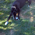 Keeping Dogs Cool in Hot Weather