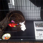 House Training your Dog or Puppy