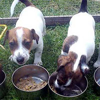 Picking your perfect puppy