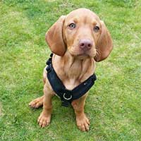 Puppy Foundation Training