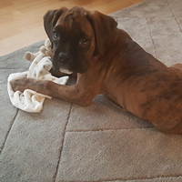 Puppy play and train visits