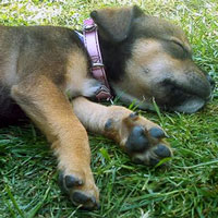 How Much Sleep Does Your New Puppy Really Need?