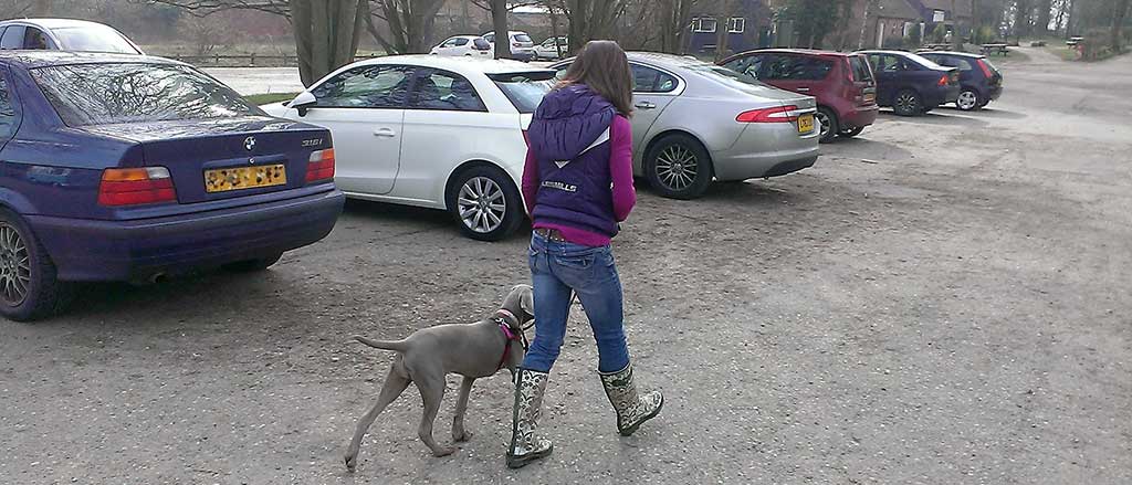Dog owner with a young dog by her side walking on a loose lead. They are walking past parked cars safely and under control.