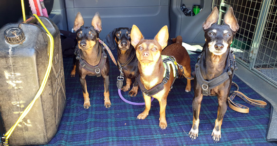 Puppies on board the puppy bus