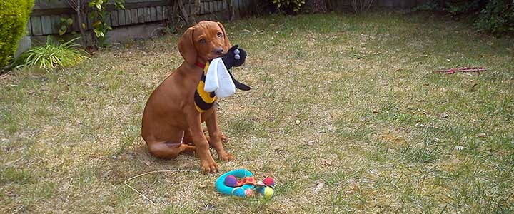 Cute puppy with a toy