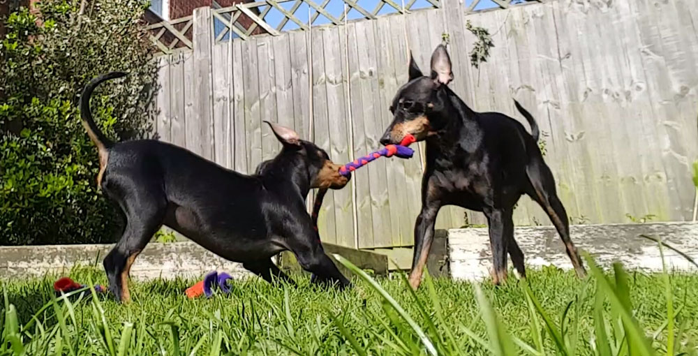 Two English Toy Terriers in a sunny garden playing with toys.